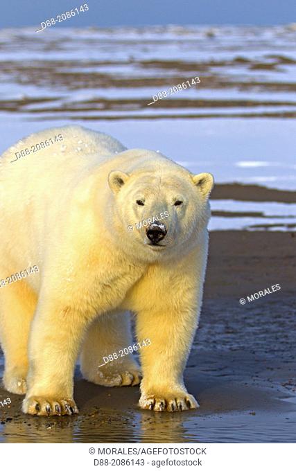 United States , Alaska , Arctic National Wildlife Refuge , Kaktovik , Polar Bear( Ursus maritimus ) , along a barrier island outside Kaktovik, Alaska