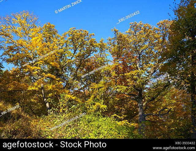 Autumn in the forest of the Koeszeg mountains (Koeszegi Hegyseg) near Velem in the naturepark Geschriebenstein-Irottkoe. Europe, Eastern Europe, Hungary