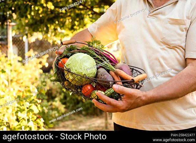 Elderly man holds in his hands a basket with fresh vegetables. He stands on the background of the garden || Model approval available