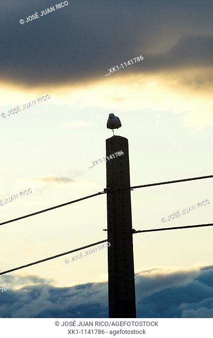Bird resting on an electric pole, Santa Pola, Alicante, Spain