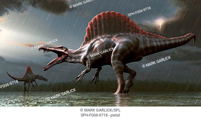 Spinosaurus (meaning 'spine lizard') was arguably the largest known meat-eating dinosaur. It was longer even than Tyrannosaurus and Giganotosaurus at