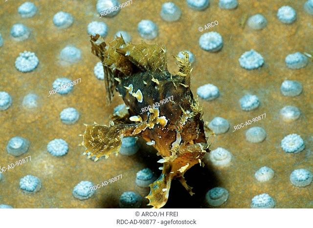 Sargassum Frogfish, Lembeh Strait, Indonesia, Histrio histrio, Antennarius spec