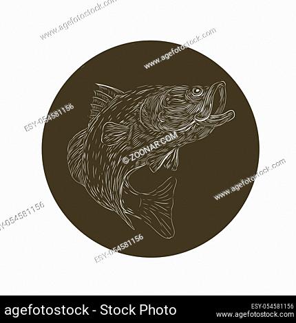Scratchboard style illustration of a Largemouth Bass, barramundi , Asian sea bass or Lates calcarifer jumping updone on scraperboard on isolated background