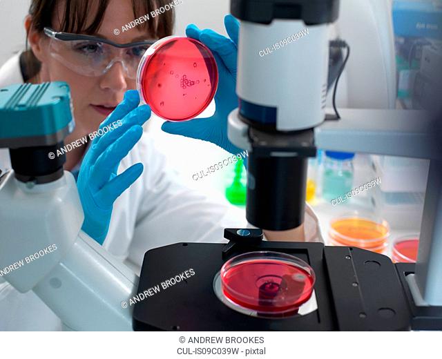 Female scientist examining cultures growing in petri dishes using inverted microscope in laboratory