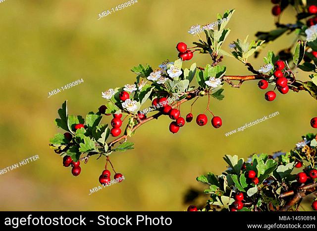 Common hawthorn (Crataegus monogyna), fruits and flowers in autumn, North Rhine-Westphalia, Germany