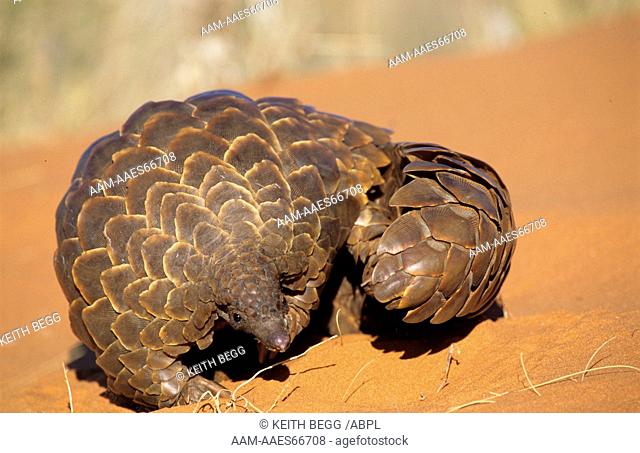 Pangolin (Manis temminckii) Kalahari Gemsbok N.P., S. Africa