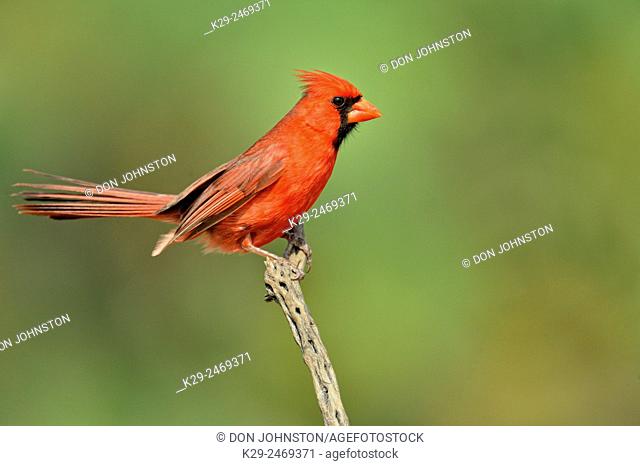 Northern Cardinal (Cardinalis cardinalis) Male, Rio Grande City, Texas, USA
