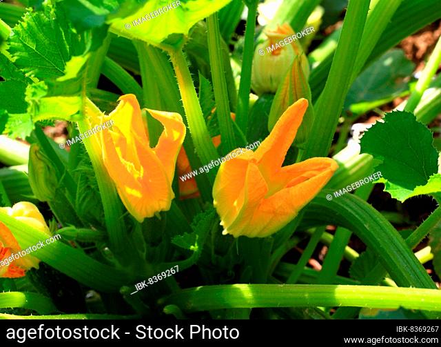 Flower of courgette (Cucurbita pepo subsp. pepo convar. giromontiina), plant in the garden