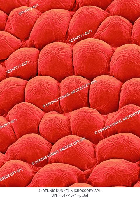 Papillae on the upper surface of a rose flower petal (Rosa sp), coloured scanning electron micrograph (SEM). Papillae are projections from epidermal cells and...