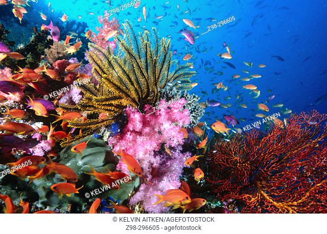 Crinoids (Crinoidea), soft corals (Dendronethya sp.) and reef fish on coral reef. Lomoviti area. Fiji