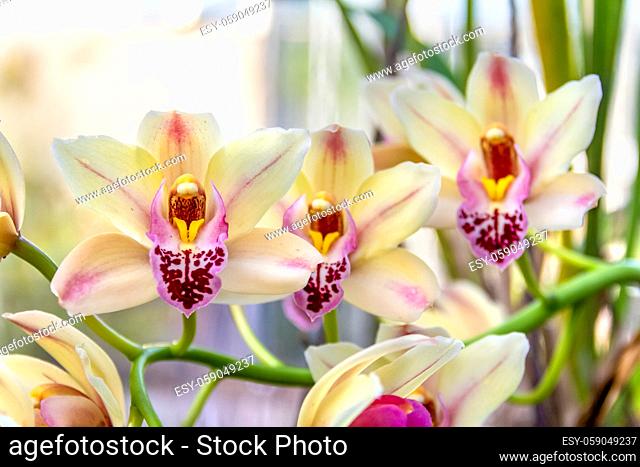 full frame colorful orchid flowers closeup
