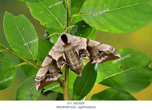 Eyed Hawk-Moth, Eyed Hawkmoth, Hawkmoths Hawk-moths (Smerinthus ocellata, Smerinthus ocellatus), sitting on a willow, Germany