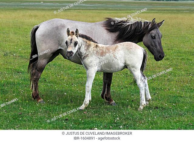 Konik horses (Equus przewalskii f. caballus), foal and mare, tarpan or wild horse, backbreeding