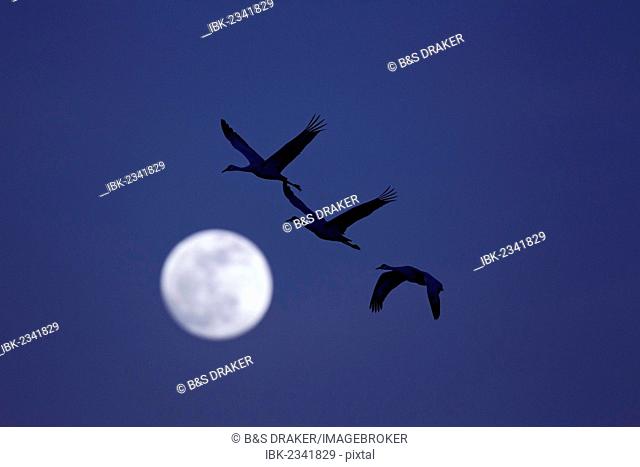Sandhill Cranes (Grus canadensis), adults in flight over moon, Bosque del Apache National Wildlife Refuge, New Mexico, USA
