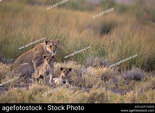 Lioness, Panthera leo, Etosha national Park, Namibia