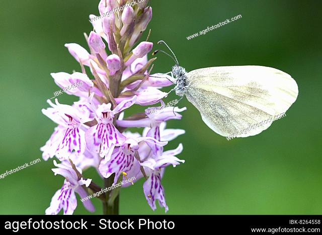Senfweißling (Pieridae), Weibchen sitzt auf Blüte und frisst, Allgäu, Bayern