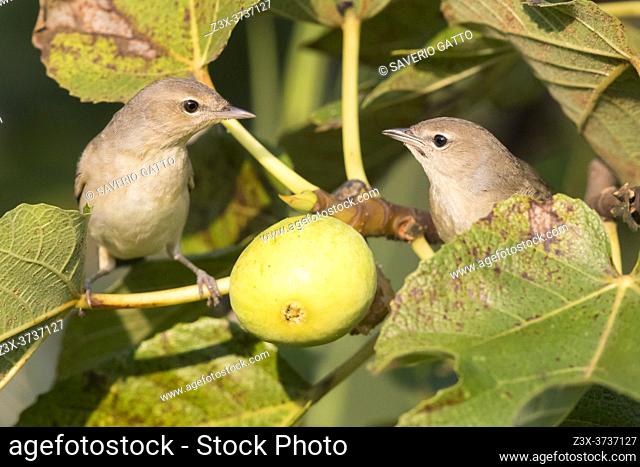 Garden Warbler (Sylvia borin), two individuals in a Common Fig tree, Campania, Italy