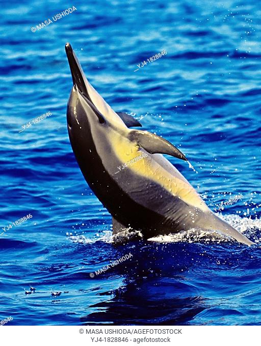 Hawaiian spinner dolphin, Stenella longirostris longirostris, tail-walking, Kona Coast, Big Island, Hawaii, USA, Pacific Ocean