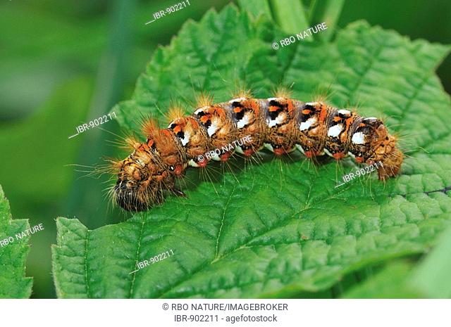 Caterpillar of the Knot Grass (Acronicta rumicis), moth