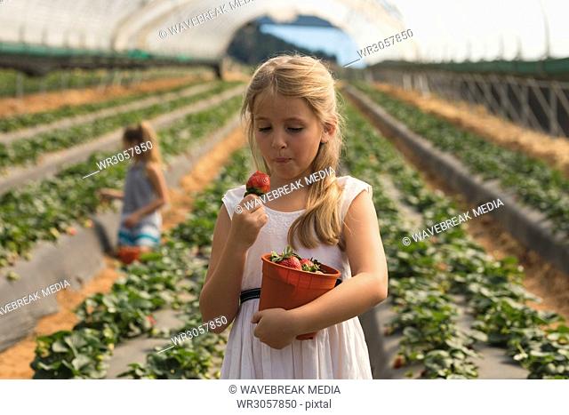 Girl eating freshly plucked strawberry