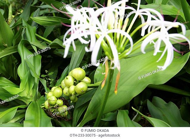 White Spider Lily Hymenocallis “Tropical Giant” Perennial XL Bulb 
