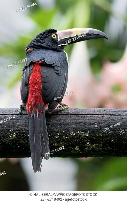 Collared Aracari. (Pteroglossus torquatus). Arenal, Costa Rica