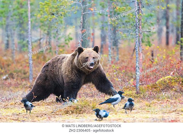 Brown bear, Ursus arctos, walking in red autumn colored bushes, and five crows are on the ground in front of him and he is poking tongue, Kuhmo, Finland