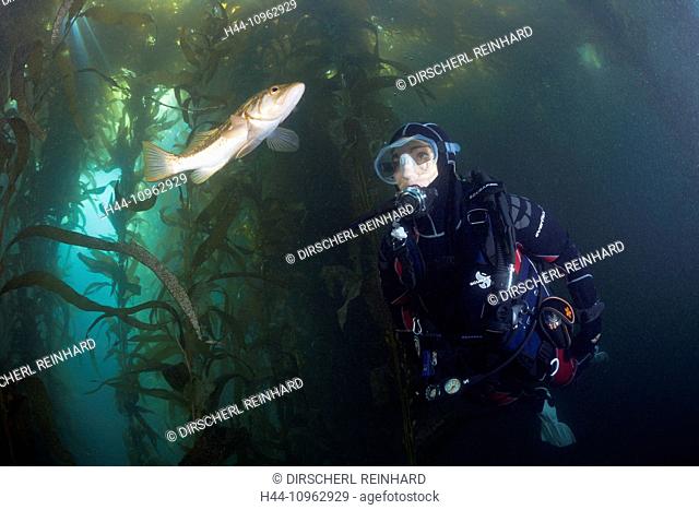 Scuba Diver and Kelp Bass, Paralabrax clathratus, San Benito Island, Mexico