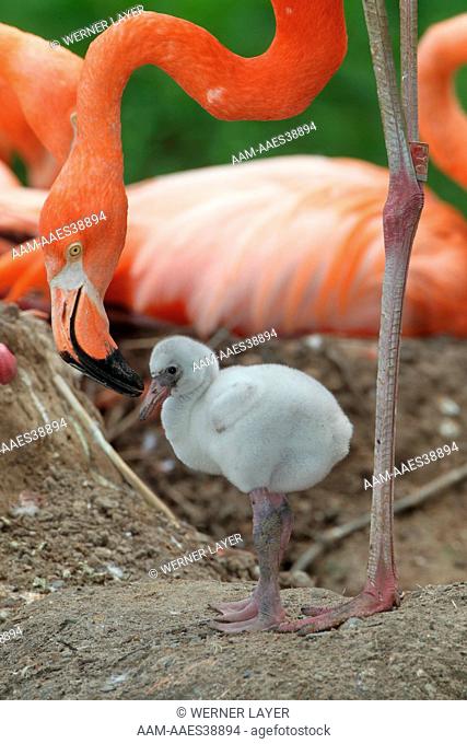 American Flamingo with chick at nest (Phoenicopterus ruber) Galapagos
