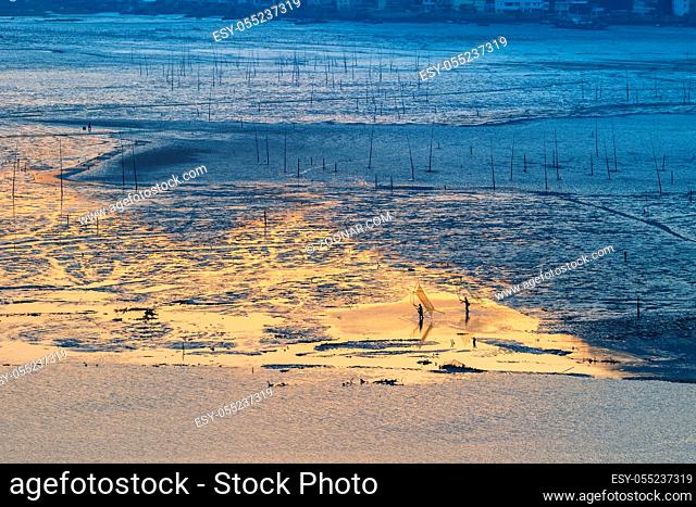 xiapu landscape, fisherman on tidal flats in early morning, fujian province, China