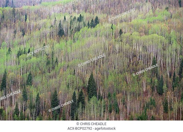 Spring leaves on poplar trees with firs in dark tones, British Columbia, Canada