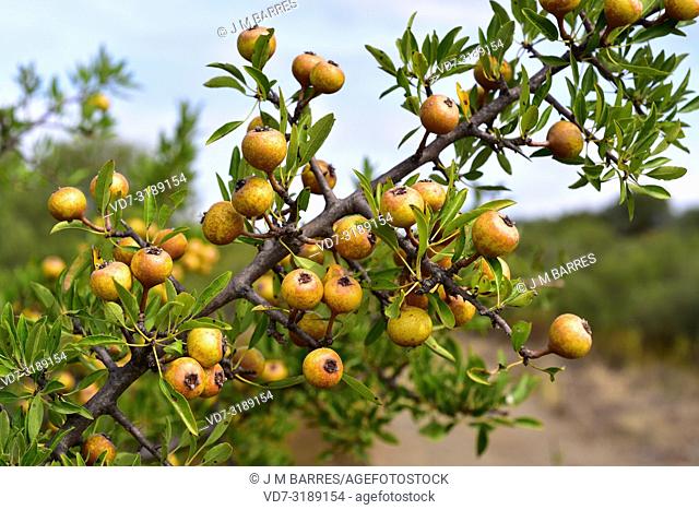 Mediterranean wild pear (Pyrus spinosa or Pyrus amygdaliformis) is a deciduous tree native to north Mediterranean Basin, from Spain to Turkey