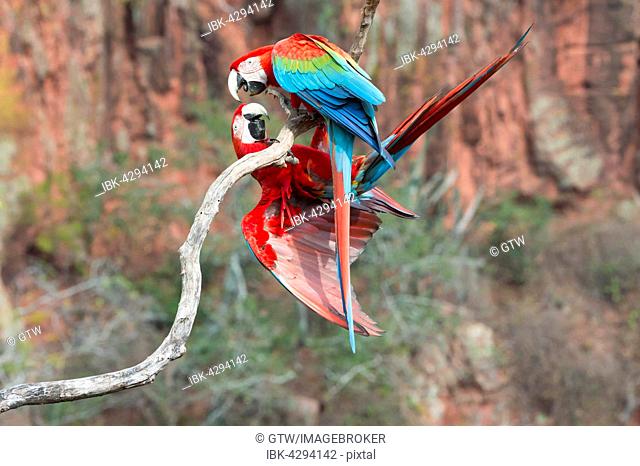 Playful Green-winged Macaws or Red-and-green Macaws (Ara chloropterus), Buraco das Araras, Mato Grosso do Sul, Brazil