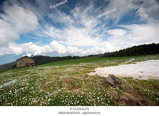 Valtellina, Lombardy, Italy The blooming crocus in Valtellina, Alpe Square, In the background, the clouds, you can see the Disgrazia
