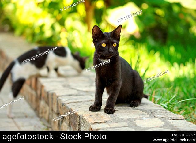 Stray black cat sitting on pavement curb, another one in background, blurred sun lit green harden behind