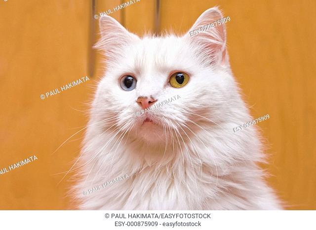 A portrait of a bi-colored eye blue and yellow medium long haired white cat, like a Persian or RaggaMuffin breed
