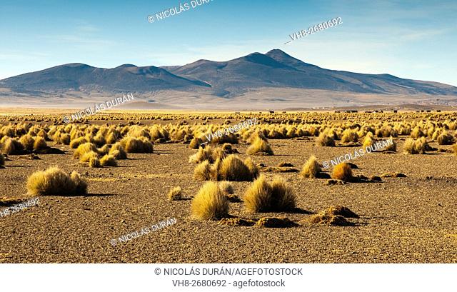 Landscape high (puna) with pajonal (Stipa ichu) in Sajama National Park, on the border with Chile. Department of Oruro. Bolivia. South America