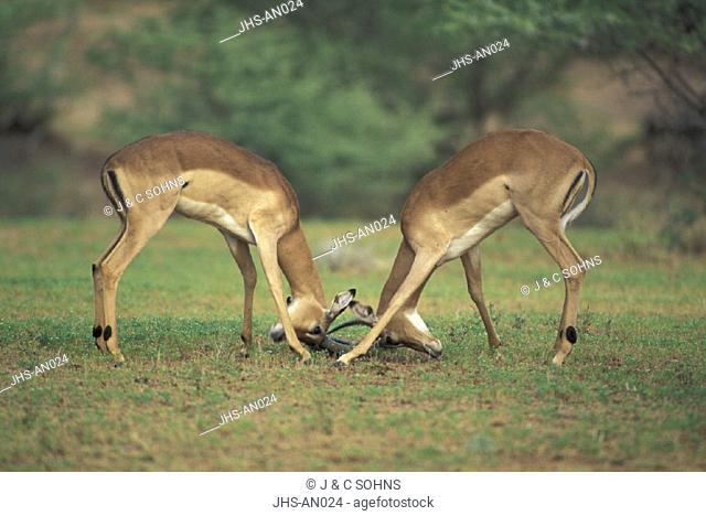Impala , Aepyceros melampus , South Africa , Africa , Kruger National Park , Kruger National Park , Adult male fighting
