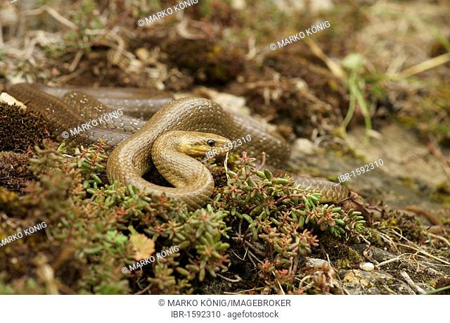 Aesculapian Snake (Zamenis longissimus, Elaphe longissima)