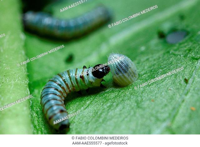 Egg and newborn caterpillars of Monarch Butterfly (Danaus plexippus) insect, Pantanal, Pocone, Mato Grosso, Brazil, 2009
