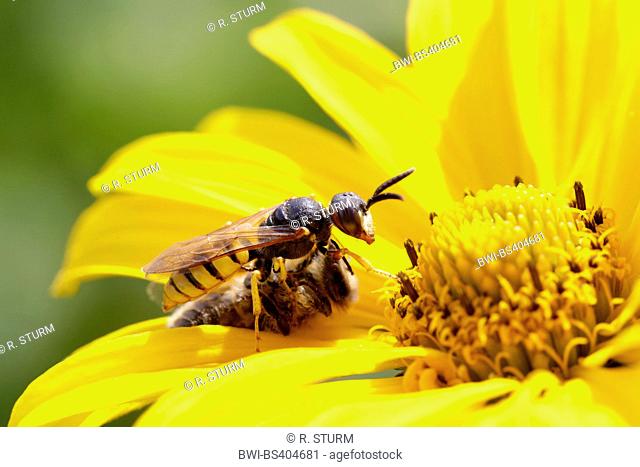 Bee-killer wasp, Bee-killer (Philanthus triangulum, Philanthus apivorus), defeating bee on a yellow blossom, Germany, Bavaria