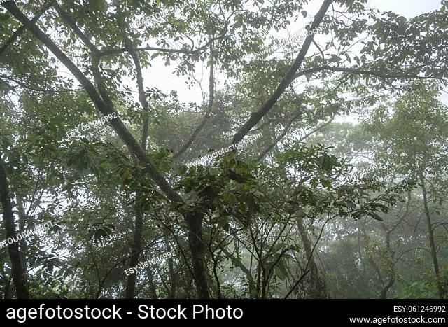 bosque humedo, El Quiche, Sierra de los Cuchumatanes, Guatemala, Central America