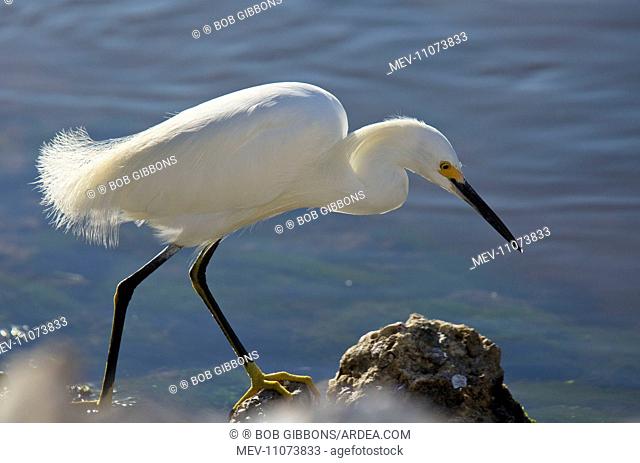 Snowy Egret feeding Florida, USA