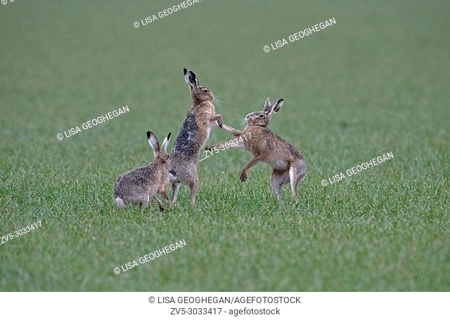Brown Hares- Lepus europaeus, boxing in the rain. Spring. Uk