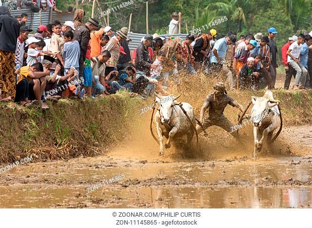 Pacu Jawi (Cow Racing) in West Sumarta, Indonesia. Annual traditional spectator sport of Jockeys racing 2 prize cows along a rice paddy field celebrates the end...