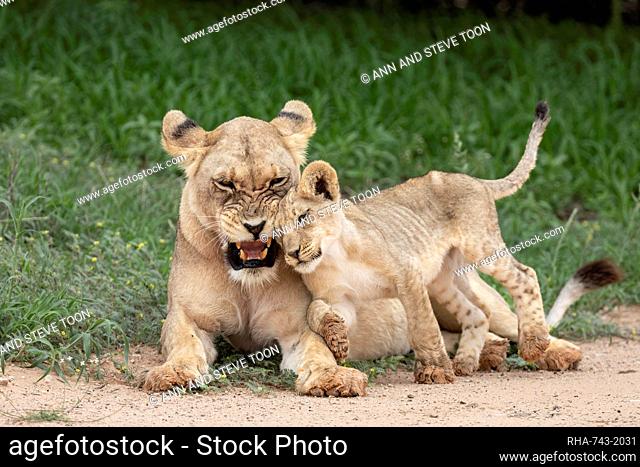 Lioness (Panthera leo) with cub, Kgalagadi Transfrontier Park, Northern Cape, South Africa, Africa