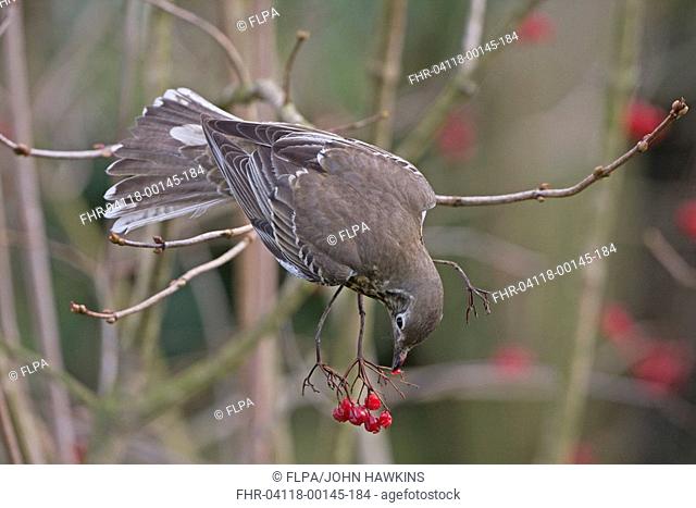 Mistle Thrush Turdus viscivorus adult, feeding on guelder rose berries, England, january