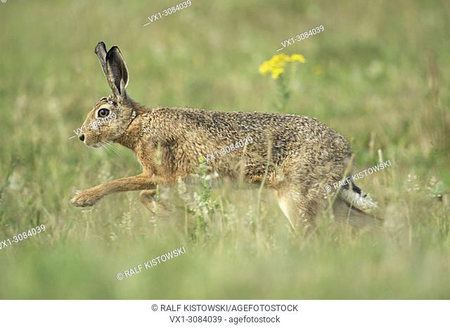 Brown Hare / European Hare ( Lepus europaeus ) running through flowering meadow, wildlife, Europe