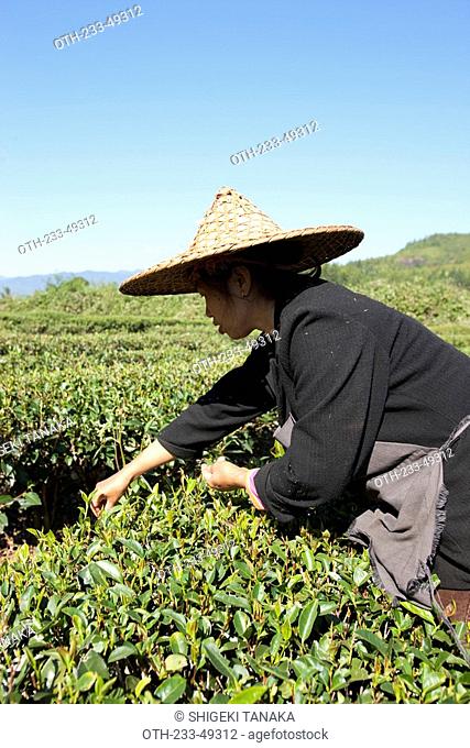Farmer picking tea leaves at tea fields at Xingcun Star village, Wuyi mountains, Fujian, China