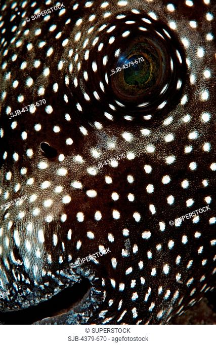 A close-up view of the mouth and eye of a guineafowl pufferfish Arothron meleagris, Felidhu Atoll, Maldives